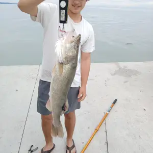 This young mans name is Kian and THAT is the 10lb walleye he caught off the pier July 4 2024 a...jpg